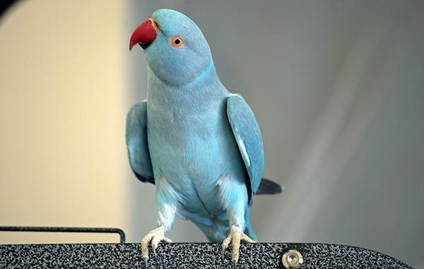 Синій папуга. Опис, особливості, види, поведінку і домашнє утримання птиці